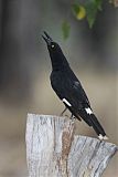 Pied Currawong